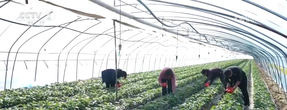 “果盘子”“菜篮子”抢“鲜”上市购销两旺生产供应基础好(图19)