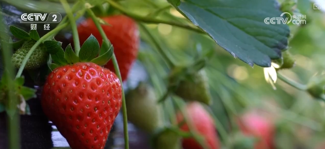 “果盘子”“菜篮子”抢“鲜”上市购销两旺生产供应基础好(图20)