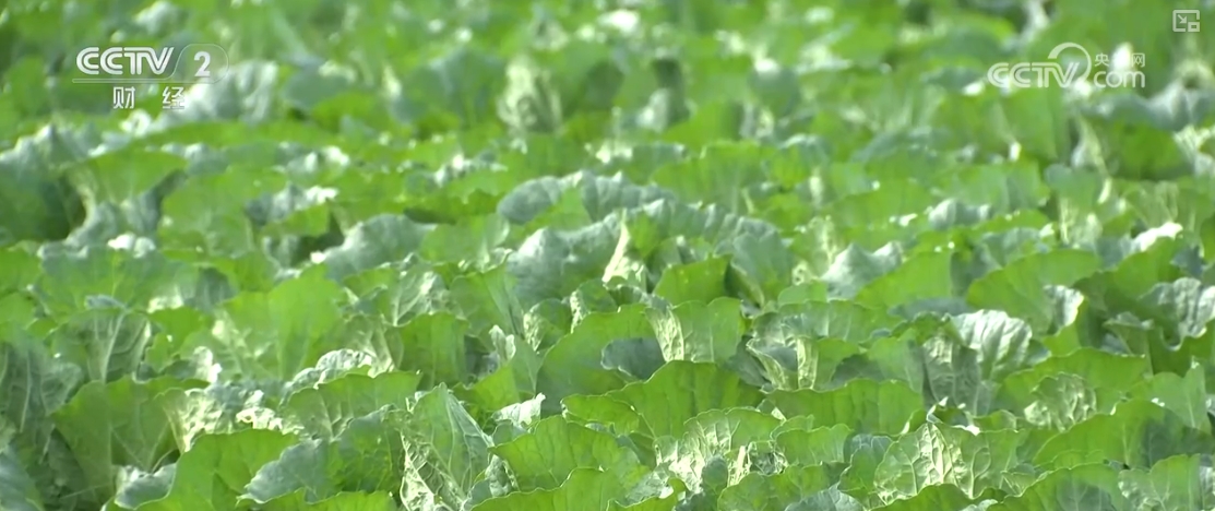 “果盘子”“菜篮子”抢“鲜”上市购销两旺生产供应基础好(图2)