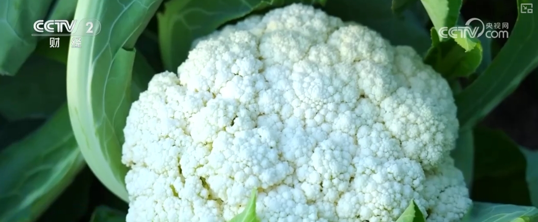 “果盘子”“菜篮子”抢“鲜”上市购销两旺生产供应基础好(图3)