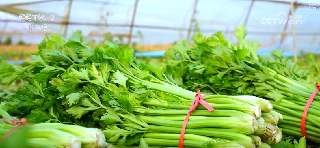 “果盘子”“菜篮子”抢“鲜”上市购销两旺生产供应基础好(图4)