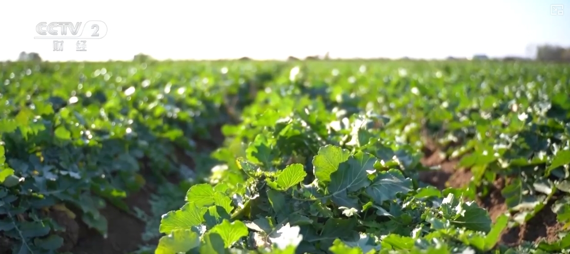 “果盘子”“菜篮子”抢“鲜”上市购销两旺生产供应基础好(图10)