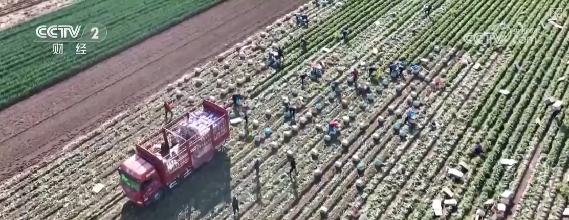 “果盘子”“菜篮子”抢“鲜”上市购销两旺生产供应基础好(图9)