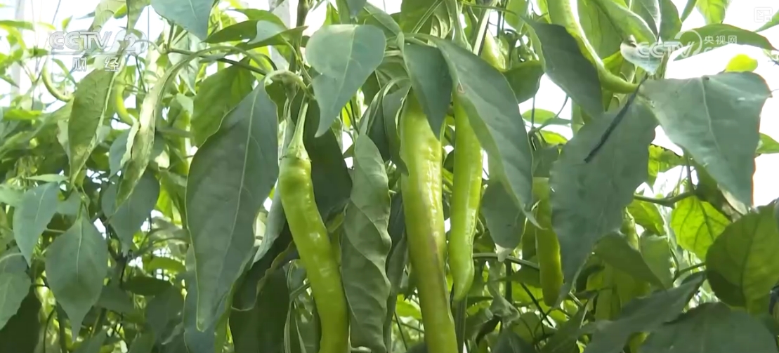 “果盘子”“菜篮子”抢“鲜”上市购销两旺生产供应基础好(图11)