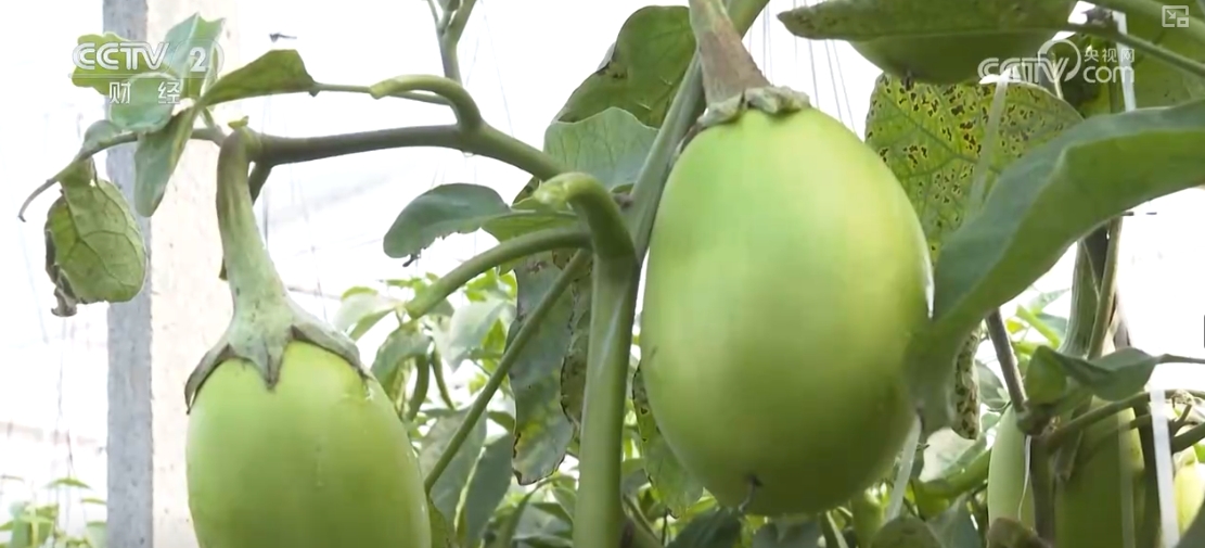 “果盘子”“菜篮子”抢“鲜”上市购销两旺生产供应基础好(图12)