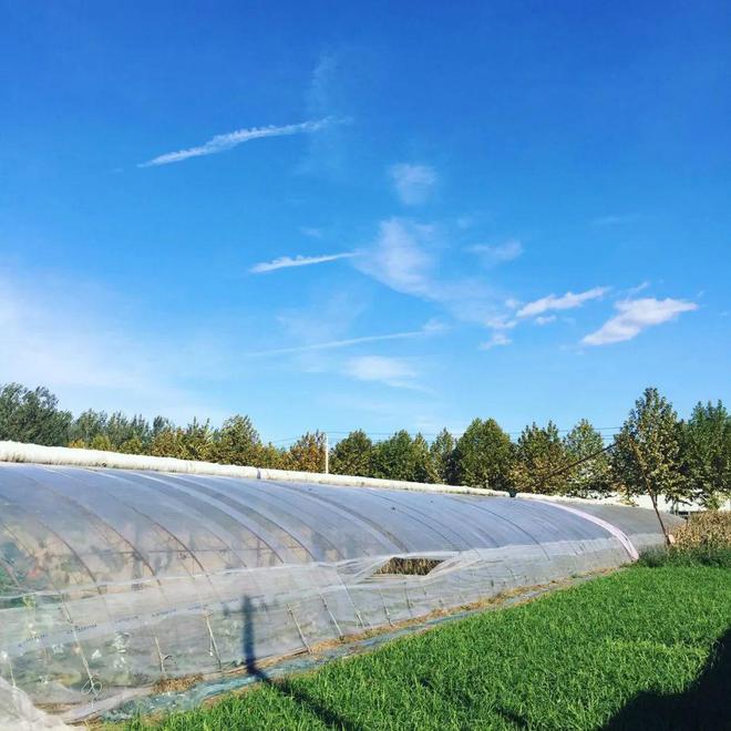 10几种菜任选即摘即邮！每周多花几十块钱全家三餐实现有机蔬菜升级！(图6)