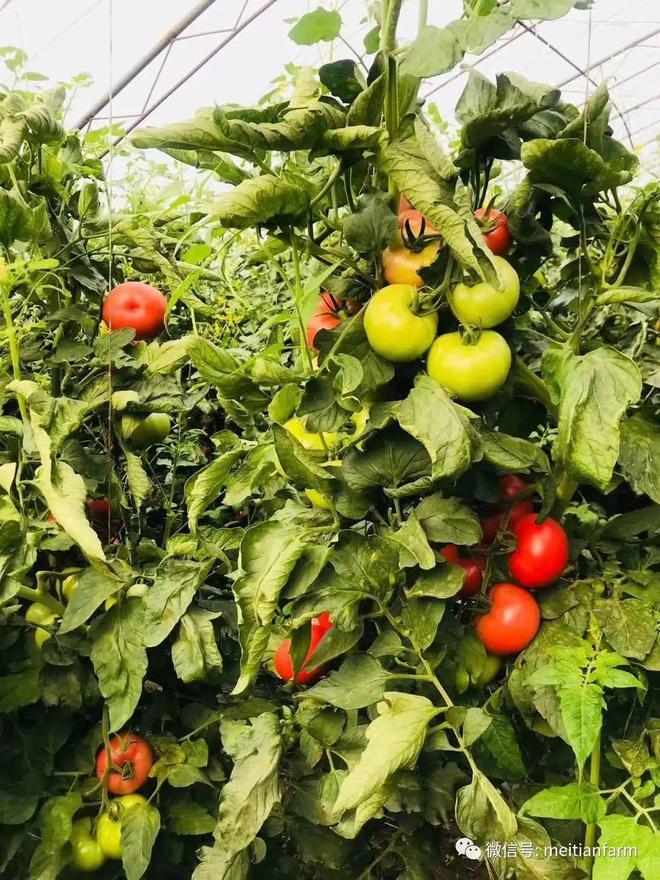 10几种菜任选即摘即邮！每周多花几十块钱全家三餐实现有机蔬菜升级！(图1)