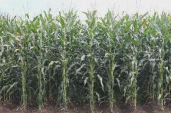 2024年百项重大农业科技成果有机籽粒玉米品种“东农285”(图1)