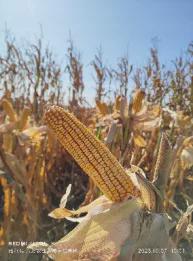 2024年百项重大农业科技成果有机籽粒玉米品种“东农285”(图2)