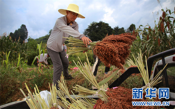 从茅台红缨子公司市场工作会看“酱酒芯片”快速迭代(图4)