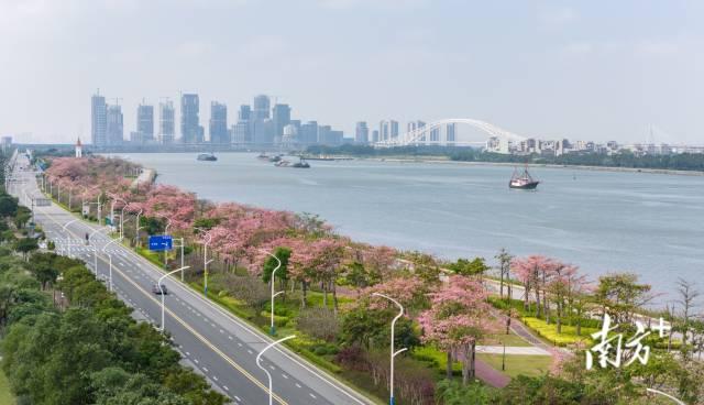 澳门回归25年粤澳为何能成“最佳拍档”？(图7)