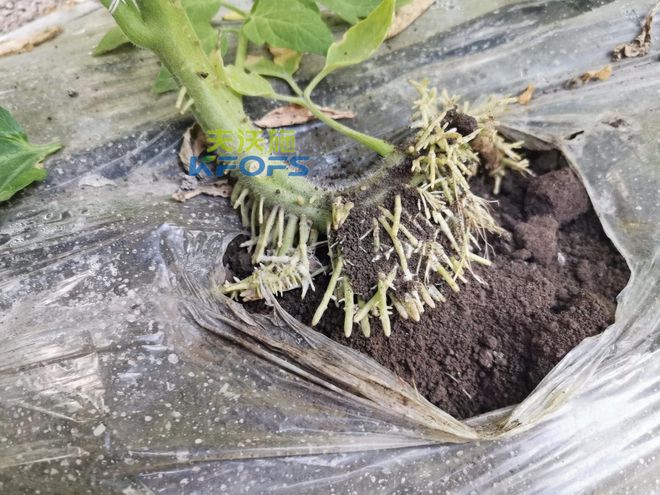 种植蔬菜用什么肥料好？两个解决两个方案(图2)