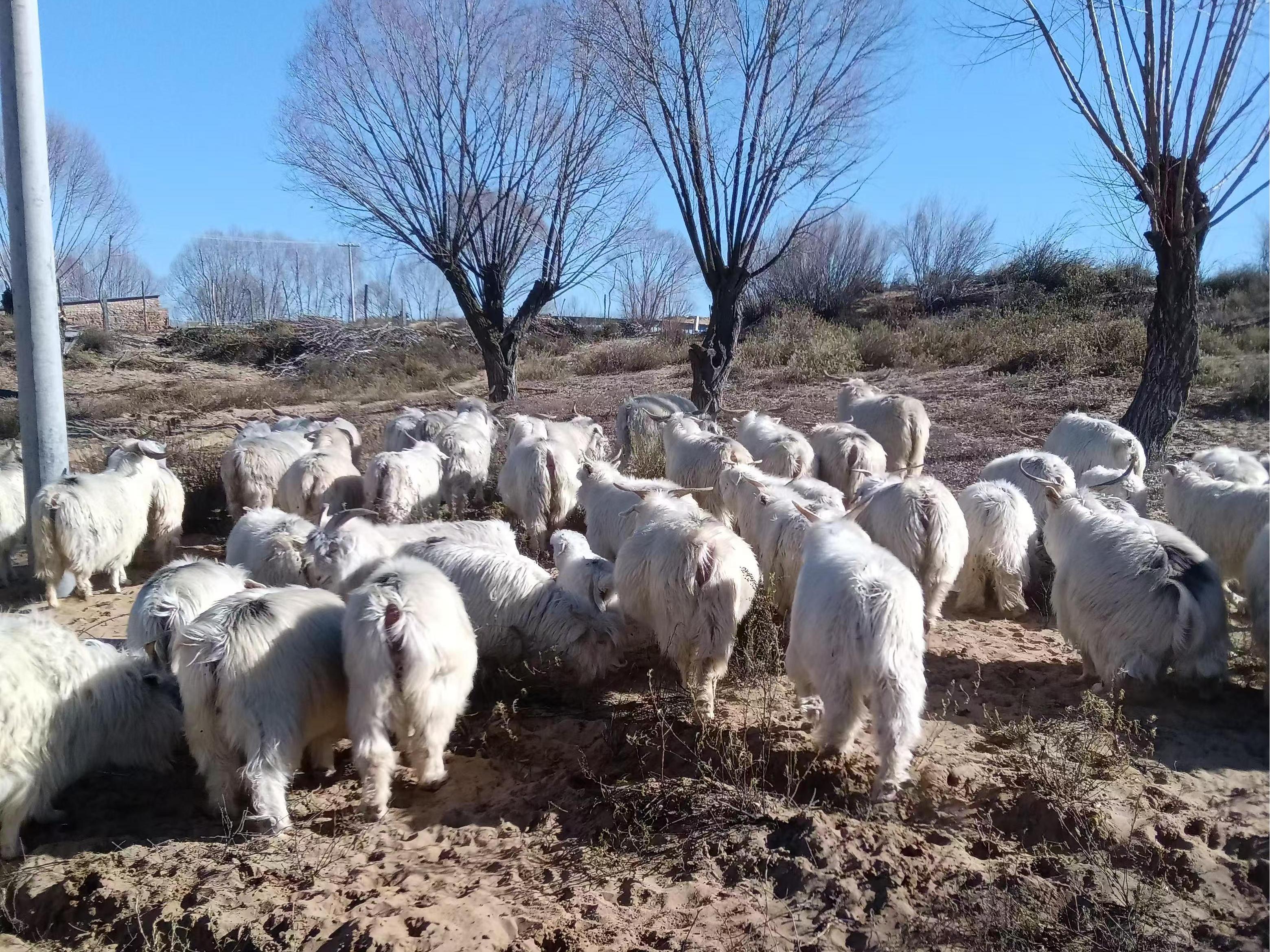 传承榆阳美食助力乡村振兴“头雁”万红梅的故事(图4)