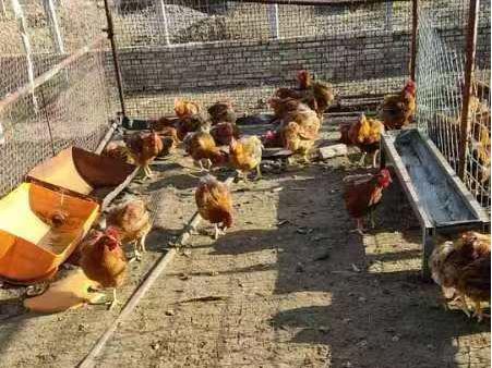 传承榆阳美食助力乡村振兴“头雁”万红梅的故事(图5)