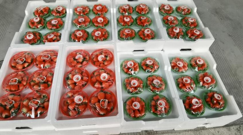 肥西：2024年百大草莓节展销会启动仪式举行(图2)