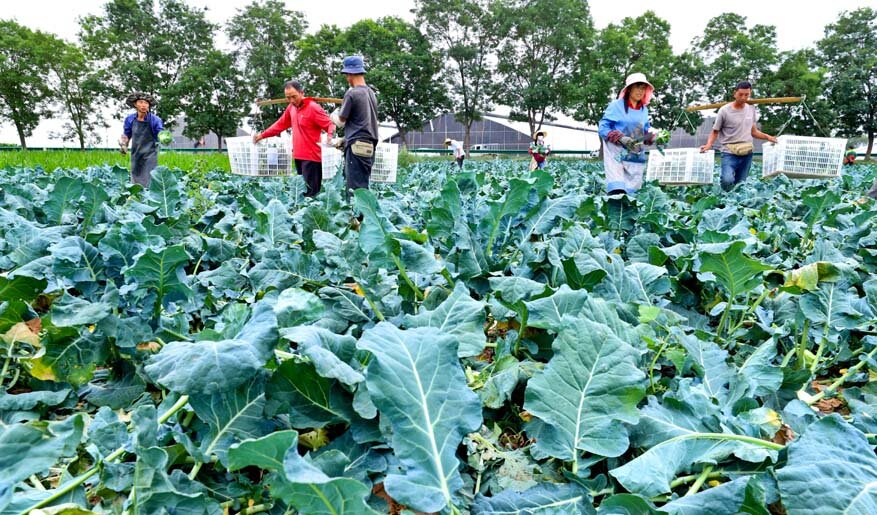 张掖甘州:有机蔬菜收获忙(图1)