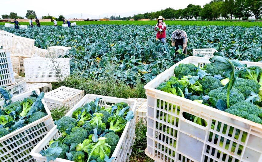 张掖甘州:有机蔬菜收获忙(图4)