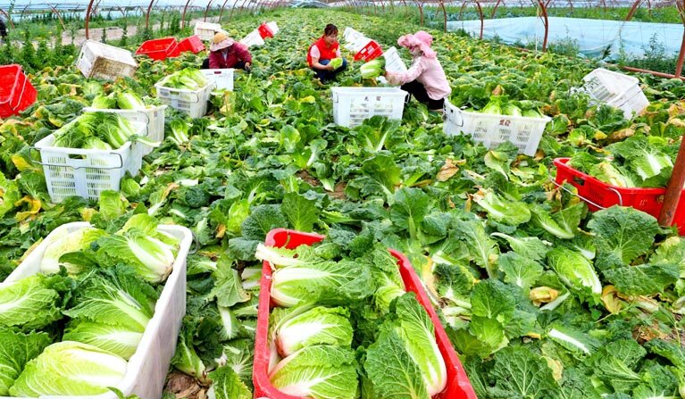 张掖甘州:有机蔬菜收获忙(图3)