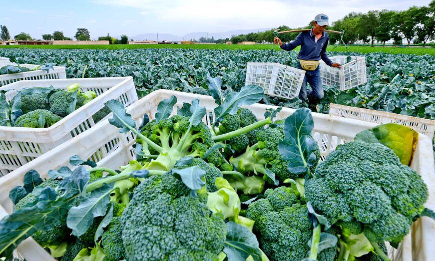张掖甘州:有机蔬菜收获忙(图5)