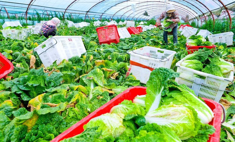 张掖甘州:有机蔬菜收获忙(图6)