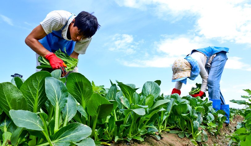 张掖甘州:有机蔬菜收获忙(图7)
