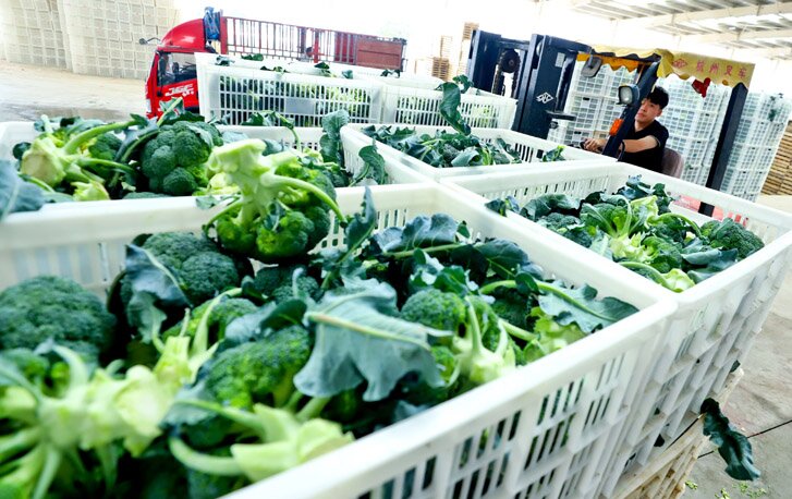 张掖甘州:有机蔬菜收获忙(图9)