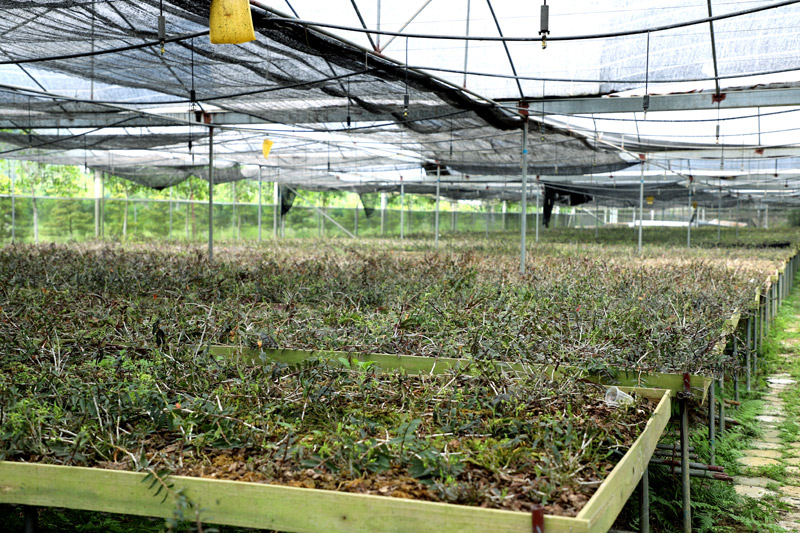 融水积极发展休闲农业助力乡村振兴(图1)