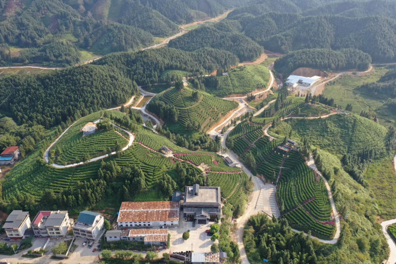 融水积极发展休闲农业助力乡村振兴(图2)