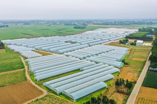 广西打造绿色优质生态蔬菜供应地(图1)