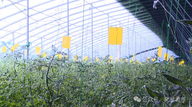 蔬菜住上“空调房”大棚尽显“科技范儿”(图4)