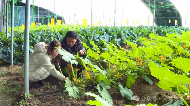 蔬菜住上“空调房”大棚尽显“科技范儿”(图2)