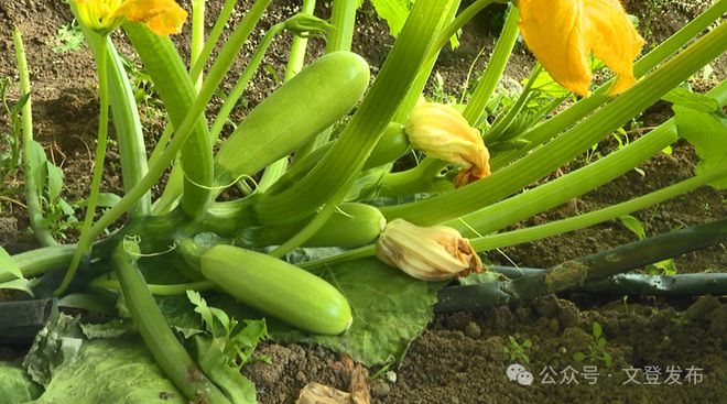 蔬菜住上“空调房”大棚尽显“科技范儿”(图3)