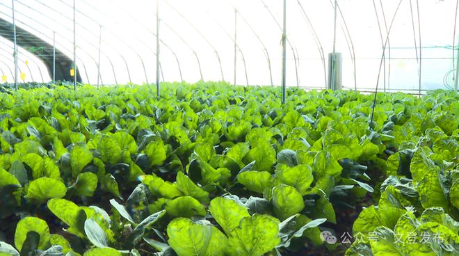 蔬菜住上“空调房”大棚尽显“科技范儿”(图1)