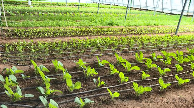 蔬菜住上“空调房”大棚尽显“科技范儿”(图5)
