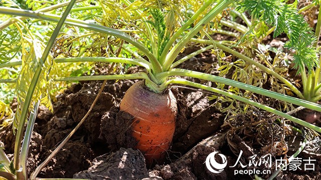 呼和浩特市赛罕区后窑子村有机胡萝卜喜获丰收(图4)