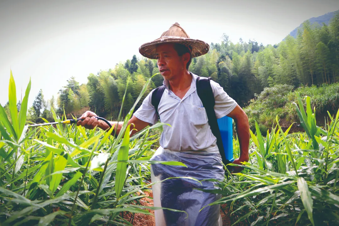 德化:民富业兴打造水美“姜”湖(图2)