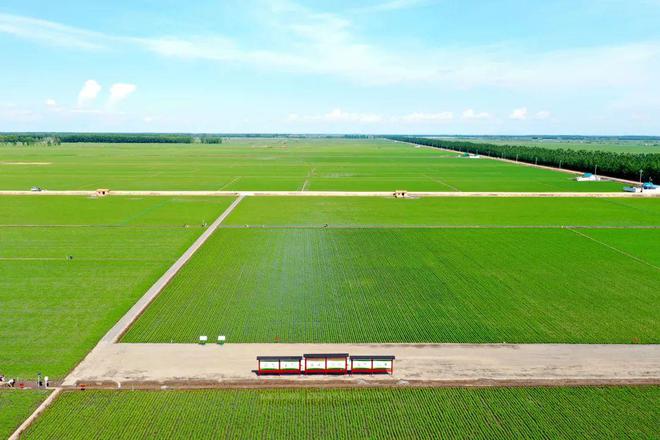 【2024农业高质量发展巡礼】北大荒集团：规模田里有账算(图3)