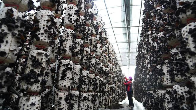 【2024农业高质量发展巡礼】北大荒集团:产业花开振兴果来(图2)