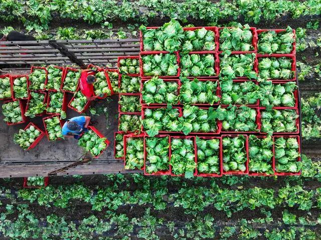 延庆永宁：“西菜东菇”托起现代农业格局(图2)