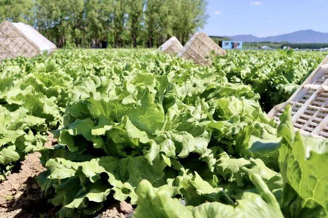 延庆永宁：“西菜东菇”托起现代农业格局(图3)