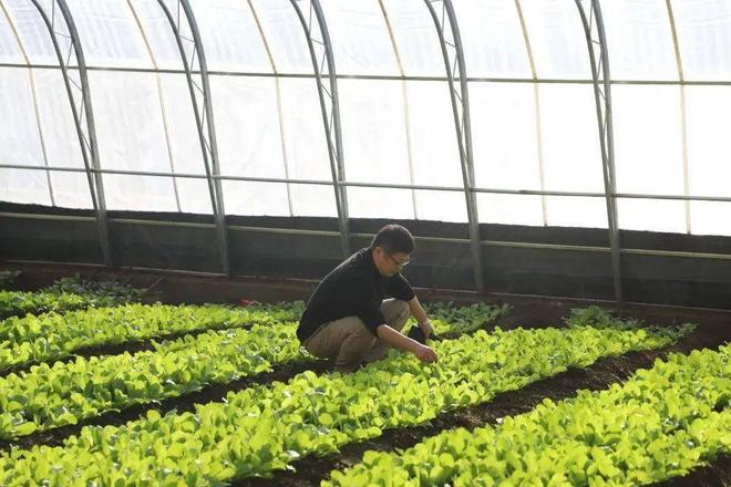 延庆永宁：“西菜东菇”托起现代农业格局(图4)