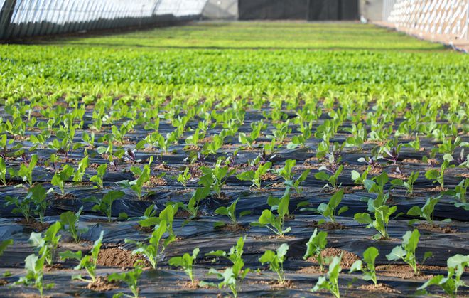 延庆永宁：“西菜东菇”托起现代农业格局(图6)