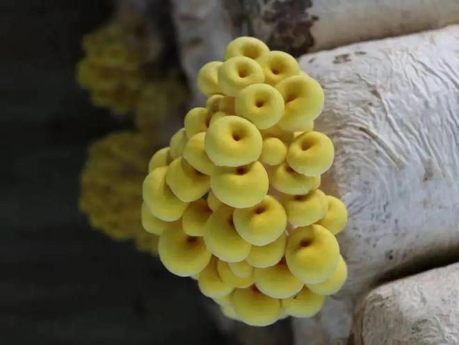 延庆永宁：“西菜东菇”托起现代农业格局(图7)