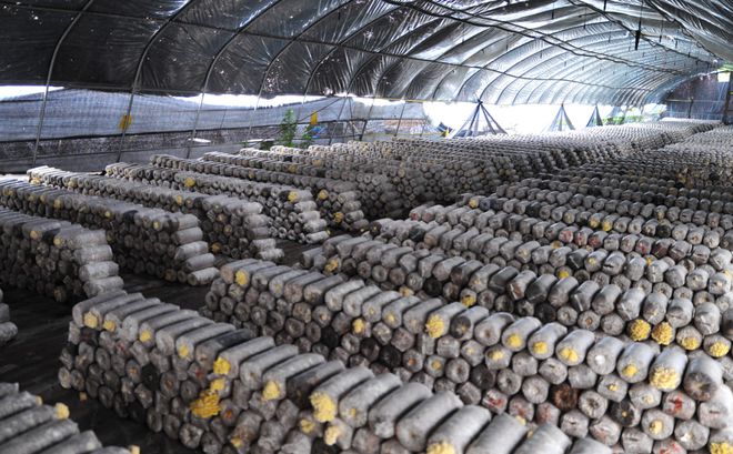 延庆永宁：“西菜东菇”托起现代农业格局(图8)