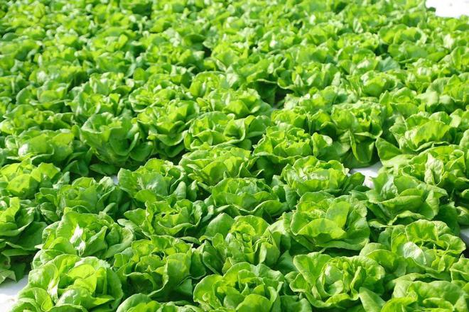 延庆永宁：“西菜东菇”托起现代农业格局(图9)