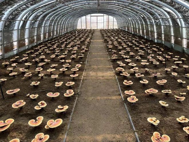 延庆永宁：“西菜东菇”托起现代农业格局(图10)