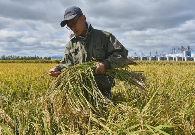 【2024农业高质量发展巡礼】北大荒“新农人”志高气扬、耕耘万顷！(图5)