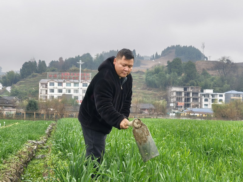 桐梓：冬管不停歇勤护促丰收(图2)