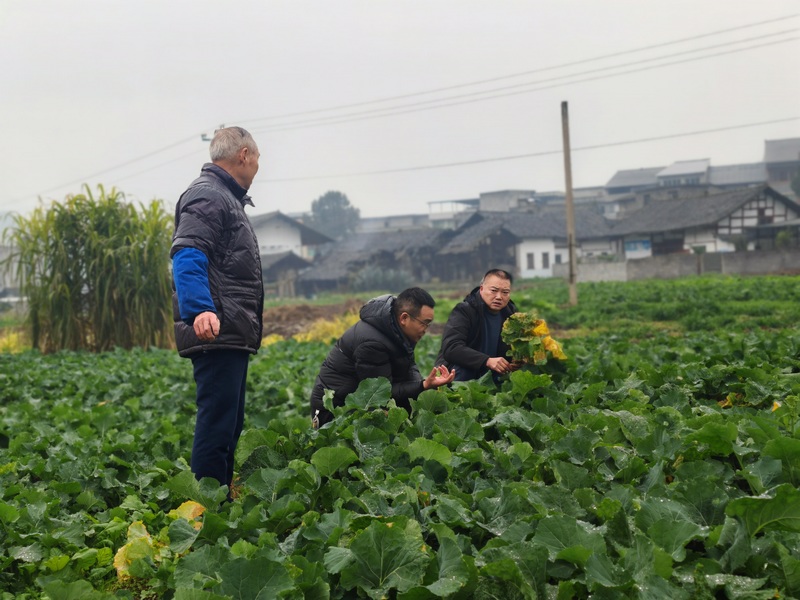 桐梓：冬管不停歇勤护促丰收(图3)