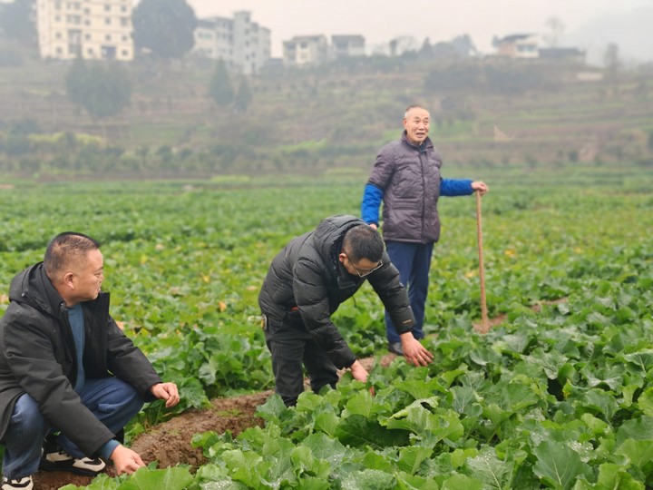 桐梓：冬管不停歇勤护促丰收(图4)